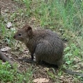 実際訪問したユーザーが直接撮影して投稿した岩殿動物園埼玉県こども動物自然公園の写真