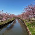 実際訪問したユーザーが直接撮影して投稿した笠松町公園笠松河津桜ロードの写真