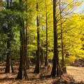 実際訪問したユーザーが直接撮影して投稿した公園篠栗九大の森の写真