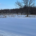 実際訪問したユーザーが直接撮影して投稿した下雪裡生息地 / 群生地・飛来地鶴見台の写真