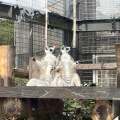 実際訪問したユーザーが直接撮影して投稿した岡崎法勝寺町動物園京都市動物園の写真