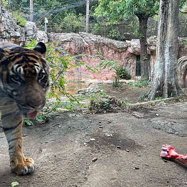 上野動物園のundefinedに実際訪問訪問したユーザーunknownさんが新しく投稿した新着口コミの写真