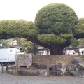 実際訪問したユーザーが直接撮影して投稿した照国町神社照国神社の写真