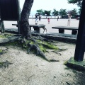 実際訪問したユーザーが直接撮影して投稿した宮島町広場宮島桟橋前広場の写真