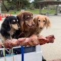 ハム焼き - 実際訪問したユーザーが直接撮影して投稿した馬渡軽食 / ホットスナック五浦ハム 国営ひたち海浜公園の写真のメニュー情報