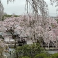 実際訪問したユーザーが直接撮影して投稿した嵯峨天龍寺芒ノ馬場町寺天龍寺の写真