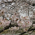 実際訪問したユーザーが直接撮影して投稿した北越谷花のきれいなスポット北越谷の桜の写真
