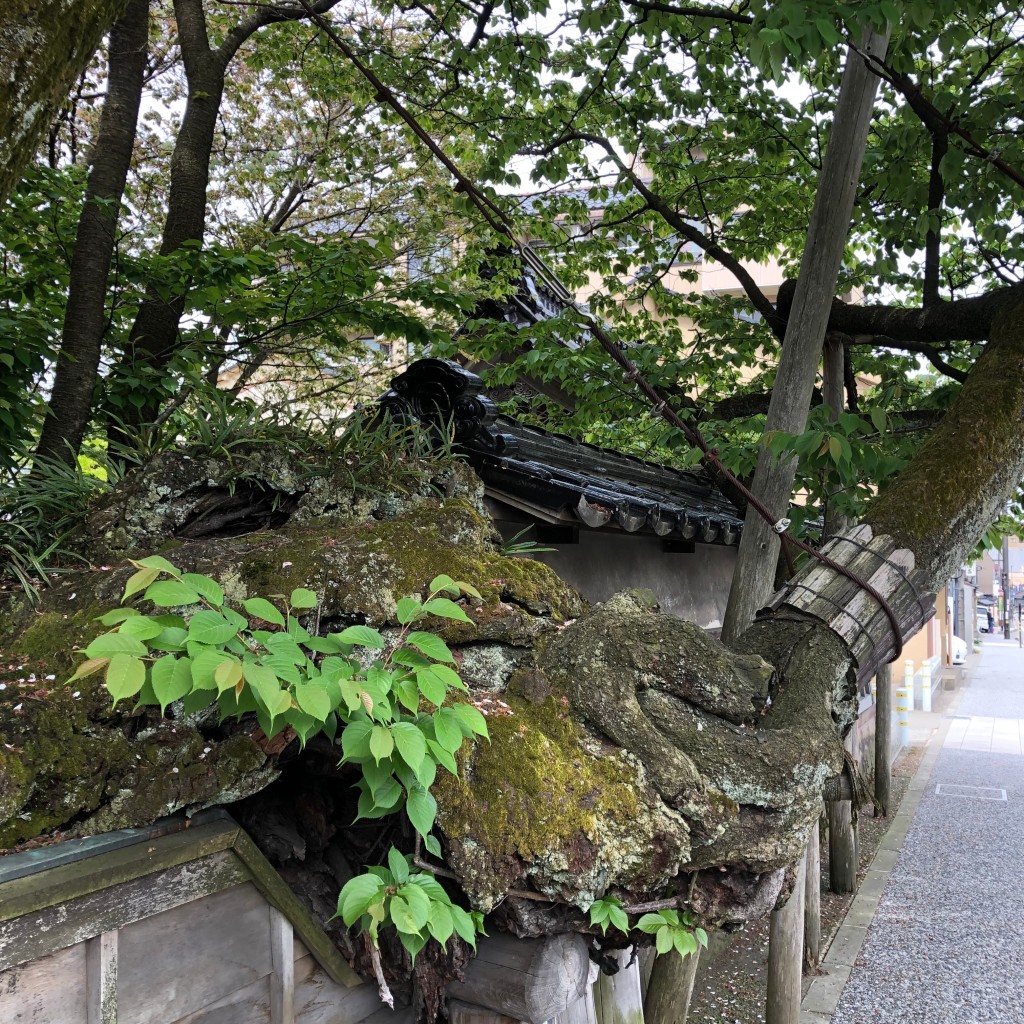 実際訪問したユーザーが直接撮影して投稿した寺町寺松月寺の写真