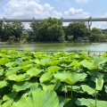 実際訪問したユーザーが直接撮影して投稿した弁天公園千葉公園の写真