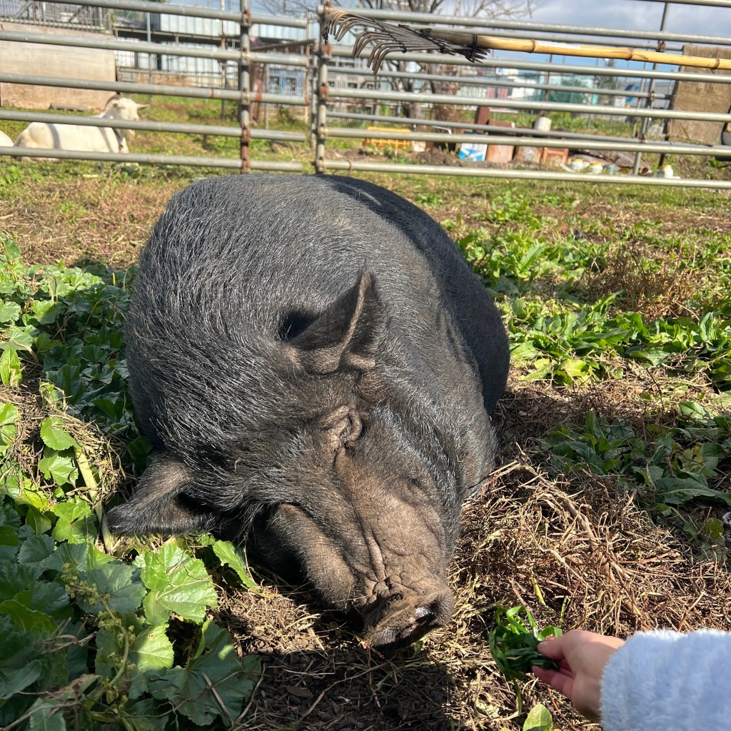 実際訪問したユーザーが直接撮影して投稿した田名観光牧場ダチョウ牧場スマイルオーストリッチの写真