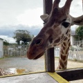 実際訪問したユーザーが直接撮影して投稿した船越町動物園九十九島動植物園 森きららの写真