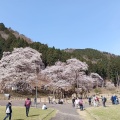 実際訪問したユーザーが直接撮影して投稿した根尾板所カフェCafe Neo デザートと飲み物 淡墨桜を眺める癒しの空間の写真