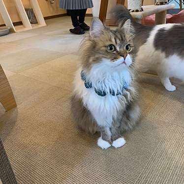 実際訪問したユーザーが直接撮影して投稿した小川町テーマカフェ猫カフェ にゃんくる 川崎店の写真