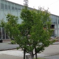 実際訪問したユーザーが直接撮影して投稿した中村植物園 / 樹木園チューリップ四季彩館の写真