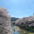 実際訪問したユーザーが直接撮影して投稿した大嶺町東分桜の名所美祢さくら公園の写真