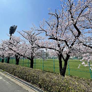 実際訪問したユーザーが直接撮影して投稿した浅草公園台東区立隅田公園 桜の広場の写真