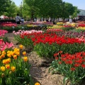 実際訪問したユーザーが直接撮影して投稿した花園町公園砺波チューリップ公園の写真