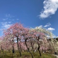 実際訪問したユーザーが直接撮影して投稿した藤原町鼎公園いなべ市梅林公園の写真