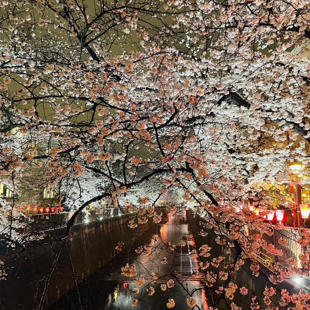 gmgdtdtdmwさんが投稿した中目黒桜の名所のお店目黒川の桜並木/メグロガワノサクラナミキの写真