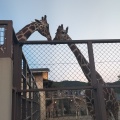 実際訪問したユーザーが直接撮影して投稿した岡崎法勝寺町動物園京都市動物園の写真