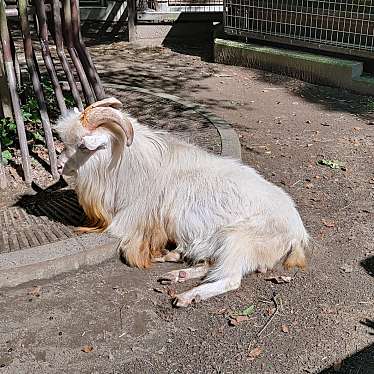 千葉市動物公園のundefinedに実際訪問訪問したユーザーunknownさんが新しく投稿した新着口コミの写真