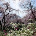 実際訪問したユーザーが直接撮影して投稿した大北山原谷乾町庭園原谷苑の写真