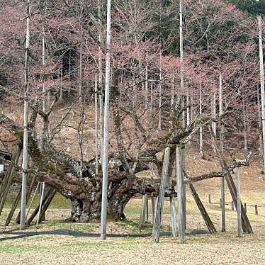 根尾谷・淡墨公園のundefinedに実際訪問訪問したユーザーunknownさんが新しく投稿した新着口コミの写真