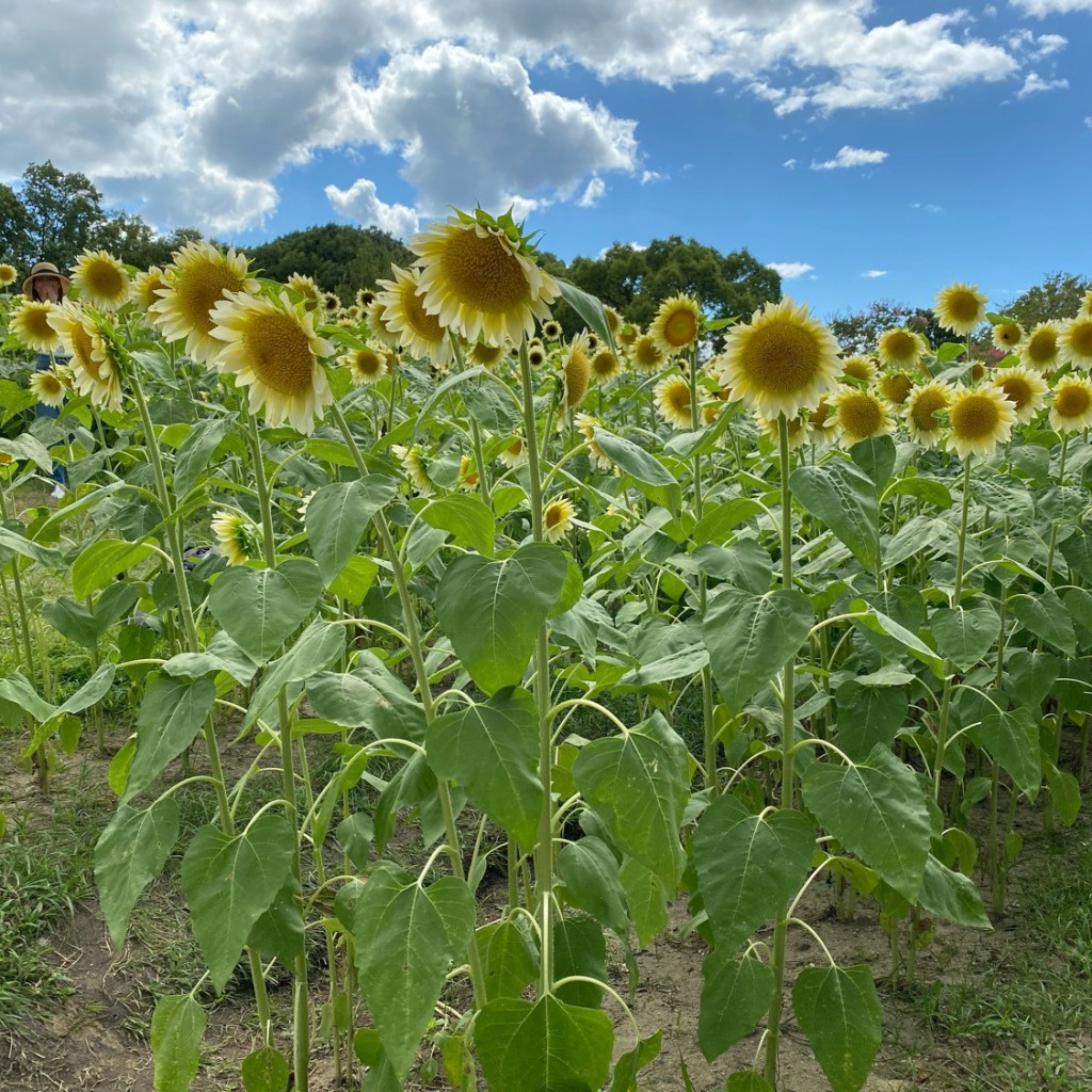 実際訪問したユーザーが直接撮影して投稿した佐味田公園芝生の丘の写真