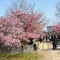 実際訪問したユーザーが直接撮影して投稿した淀新町散策路淀水路の写真