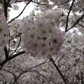 実際訪問したユーザーが直接撮影して投稿した和田山公園本牧山頂公園の写真