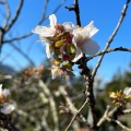 実際訪問したユーザーが直接撮影して投稿した三波川公園桜山公園の写真