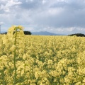 実際訪問したユーザーが直接撮影して投稿した大豆田花のきれいなスポット菜の花畑の写真