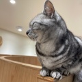 実際訪問したユーザーが直接撮影して投稿した寿町カフェ猫カフェ Moff animal cafe アリオ倉敷店の写真