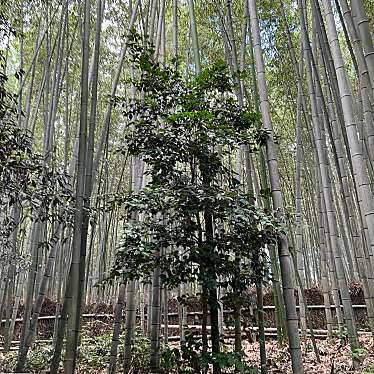 実際訪問したユーザーが直接撮影して投稿した嵯峨野宮ノ元町神社野宮神社の写真