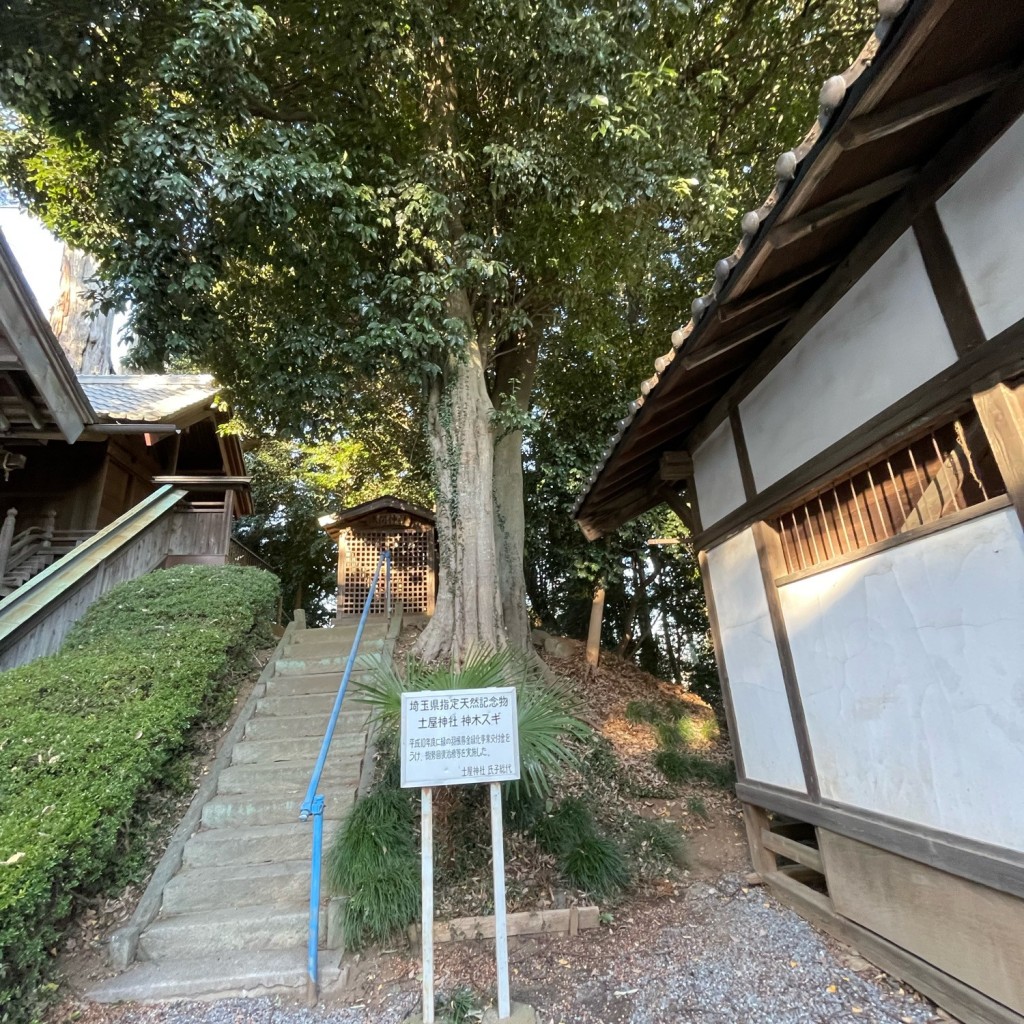 実際訪問したユーザーが直接撮影して投稿した浅羽野自然名所土屋神社 神木スギの写真