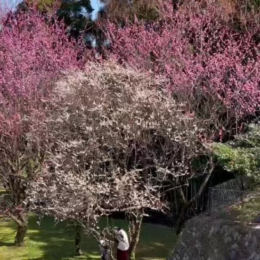 実際訪問したユーザーが直接撮影して投稿した島崎公園百梅園の写真