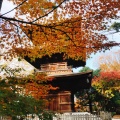 実際訪問したユーザーが直接撮影して投稿した豪徳寺寺豪徳寺の写真