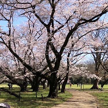 砧公園のundefinedに実際訪問訪問したユーザーunknownさんが新しく投稿した新着口コミの写真