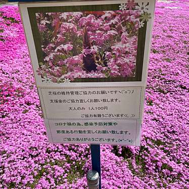 実際訪問したユーザーが直接撮影して投稿した関堀自然名所ときがわの芝桜の写真