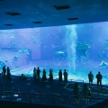 実際訪問したユーザーが直接撮影して投稿した石川水族館 / アクアリウム沖縄美ら海水族館の写真