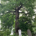 実際訪問したユーザーが直接撮影して投稿した西ケ原神社七社神社の写真