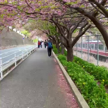 実際訪問したユーザーが直接撮影して投稿した南下浦町上宮田桜の名所三浦海岸河津桜並木の写真