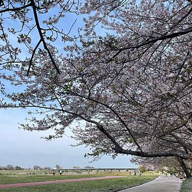 実際訪問したユーザーが直接撮影して投稿した中島散策路宮川堤の写真