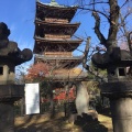 実際訪問したユーザーが直接撮影して投稿した上野公園歴史的建造物旧東照宮五重塔の写真