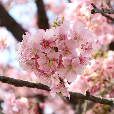 実際訪問したユーザーが直接撮影して投稿した上丸子八幡町河川多摩川河川敷(丸子橋周辺)の写真