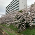 実際訪問したユーザーが直接撮影して投稿した恋の窪河川佐保川の写真