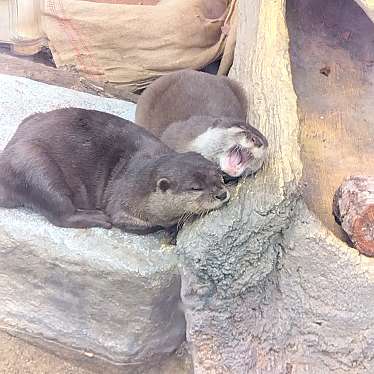 東山動植物園のundefinedに実際訪問訪問したユーザーunknownさんが新しく投稿した新着口コミの写真