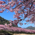 実際訪問したユーザーが直接撮影して投稿した河川河津川の写真