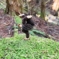 実際訪問したユーザーが直接撮影して投稿した千早山 / 峠金剛山の写真