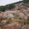 実際訪問したユーザーが直接撮影して投稿した吉野山神社吉水神社の写真